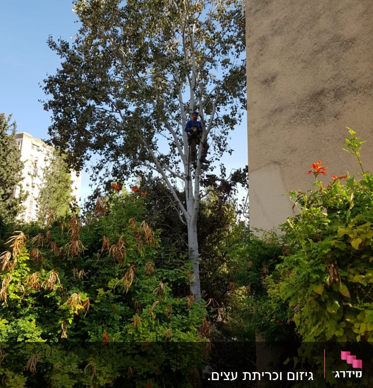 אדם מטפס על עץ עם ציוד גיזום